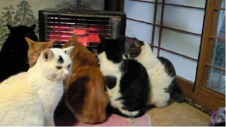 猫の好きなところを語ろう