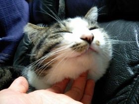 猫の好きなところを語ろう