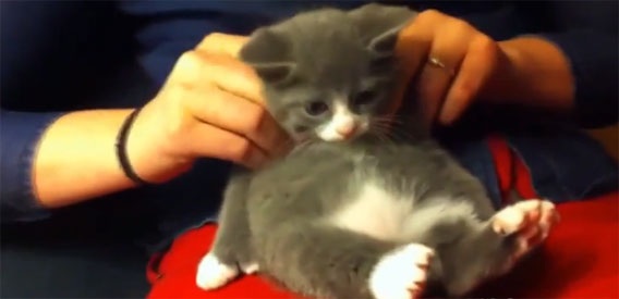 猫の好きなところを語ろう
