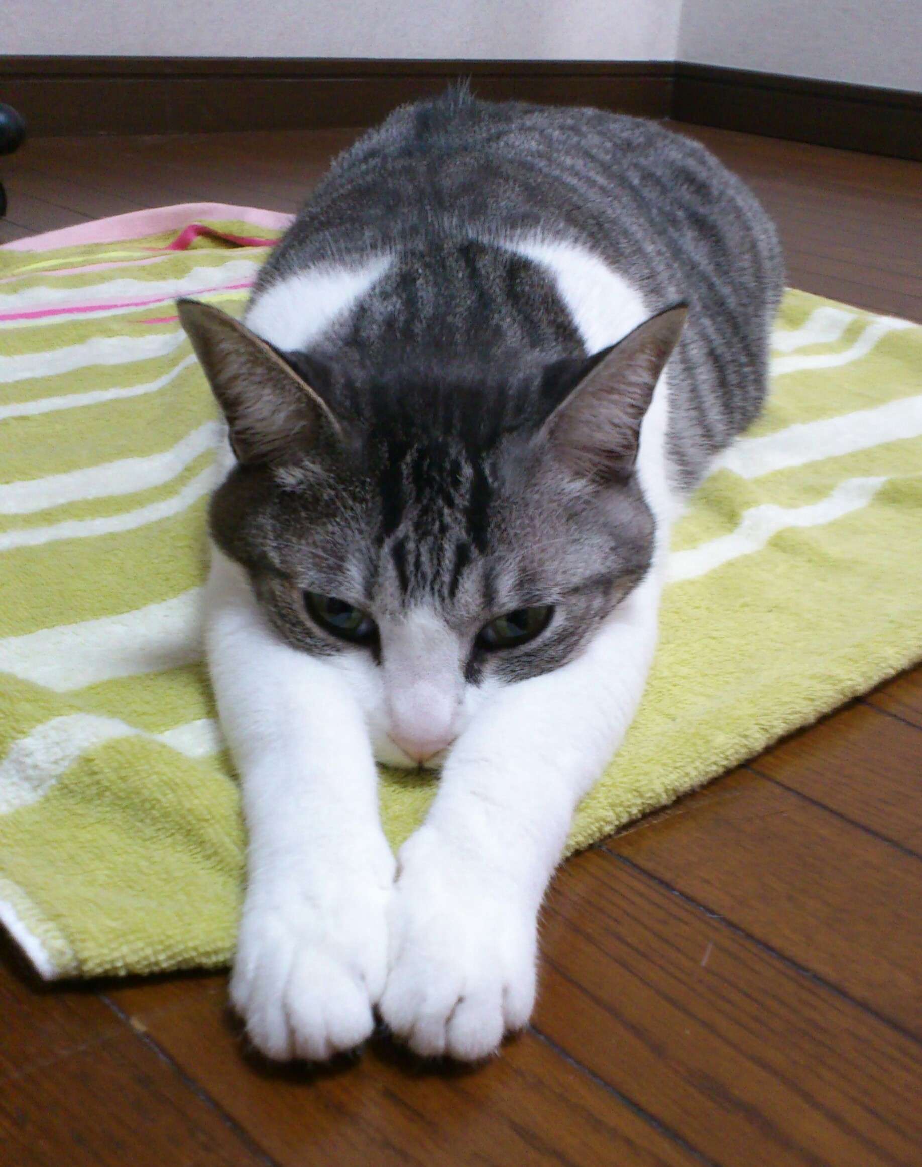 猫の好きなところを語ろう