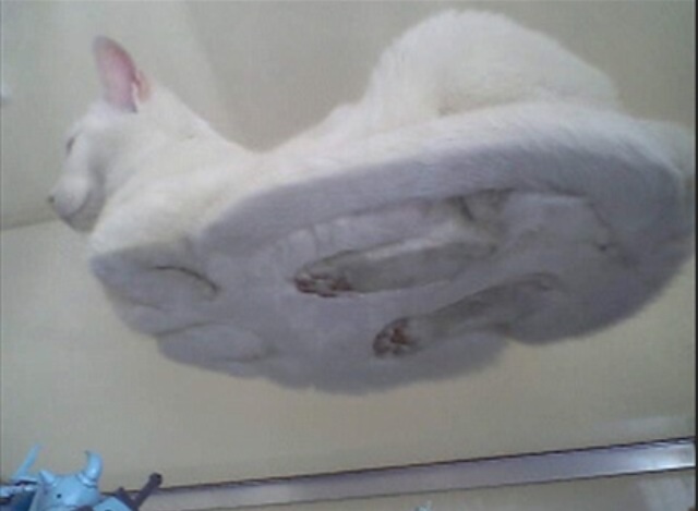 猫の好きなところを語ろう
