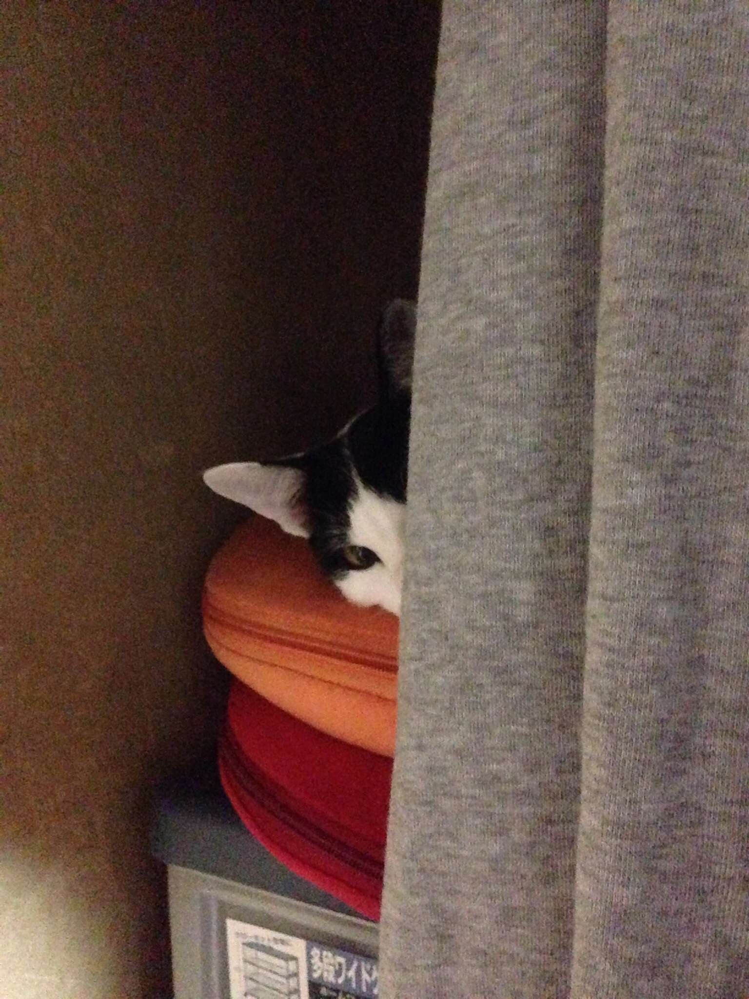 猫の好きなところを語ろう