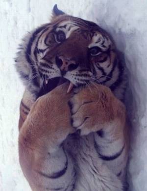 猫の好きなところを語ろう