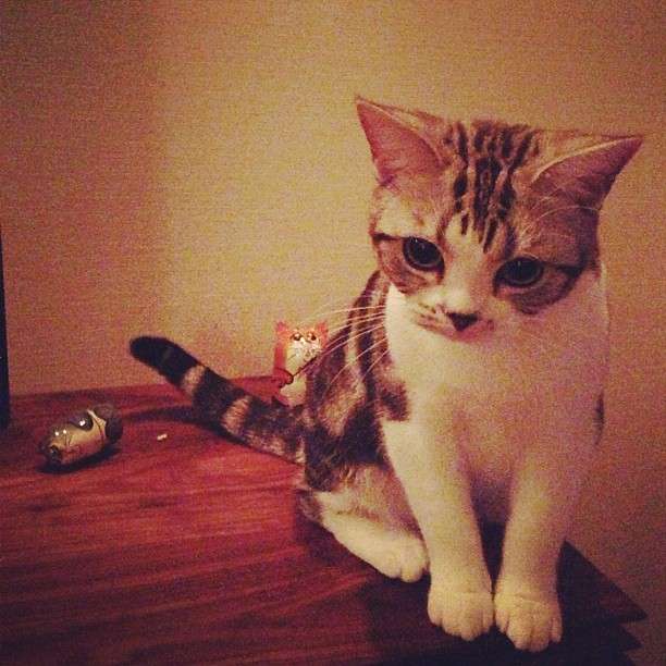 猫の好きなところを語ろう