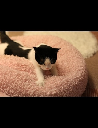 猫の好きなところを語ろう