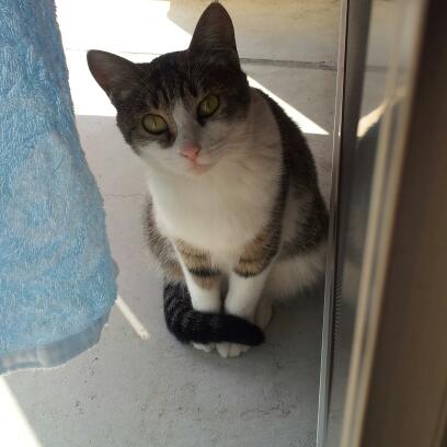 猫の好きなところを語ろう