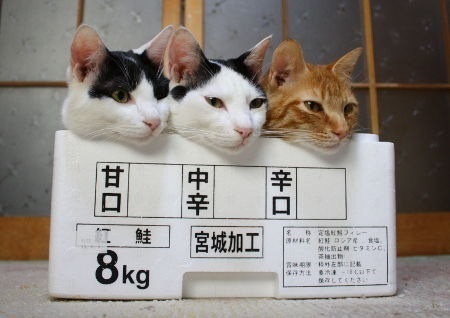 猫の好きなところを語ろう