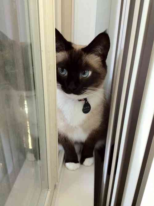猫の好きなところを語ろう