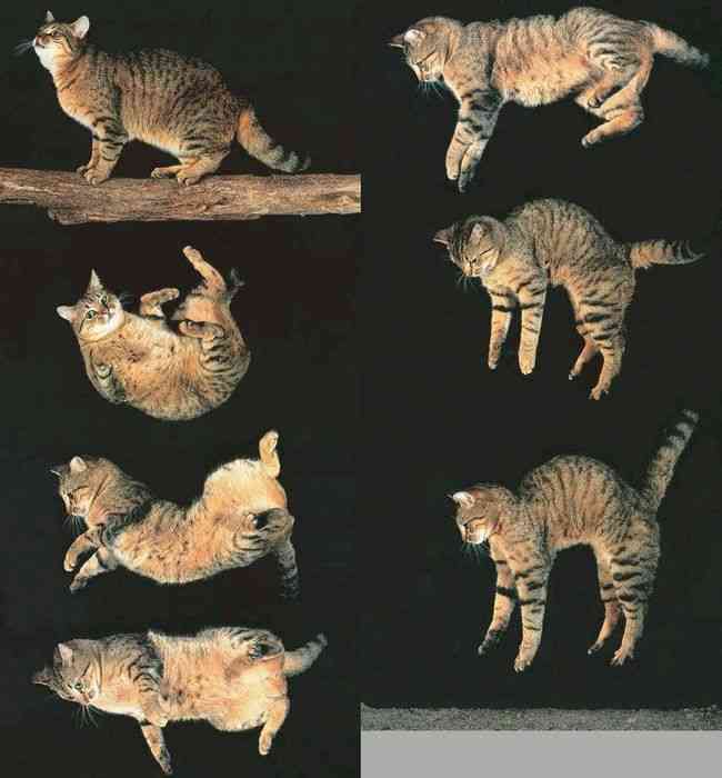 猫の好きなところを語ろう