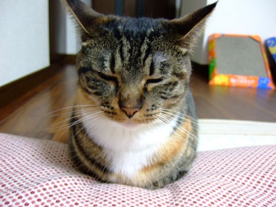 猫の好きなところを語ろう