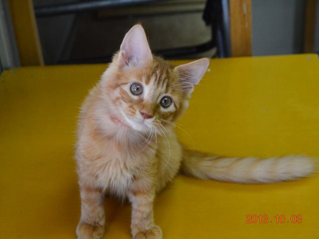 猫の好きなところを語ろう