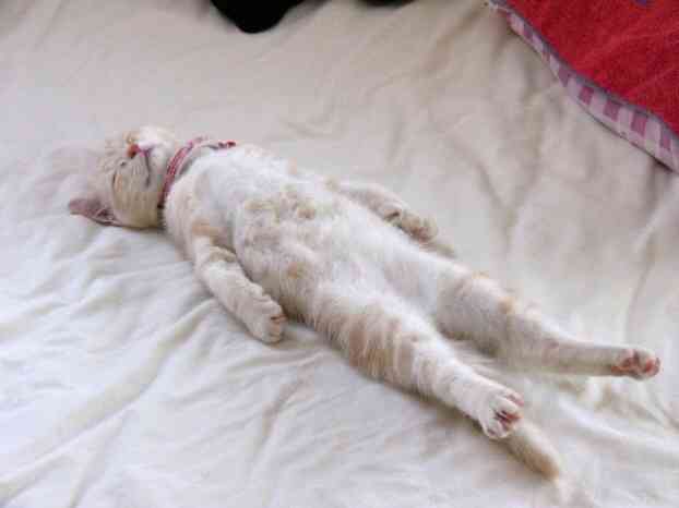 猫の好きなところを語ろう