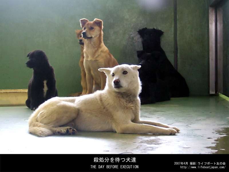 大阪・泉佐野市、ふん害に悩んだ末、来年度「犬税」導入へ