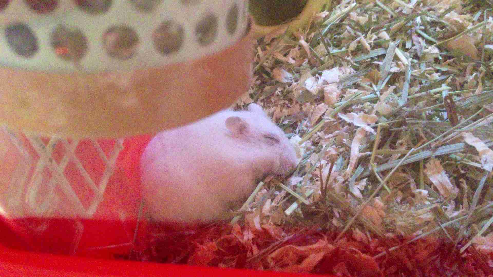 ハムスターの寝方が可愛すぎる