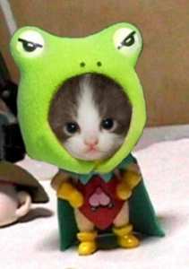 猫を飼っていない人が思い描く飼い猫のイメージがだいたいあってる件