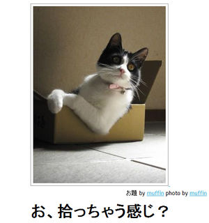 猫を飼っていない人が思い描く飼い猫のイメージがだいたいあってる件