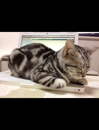 猫を飼っていない人が思い描く飼い猫のイメージがだいたいあってる件