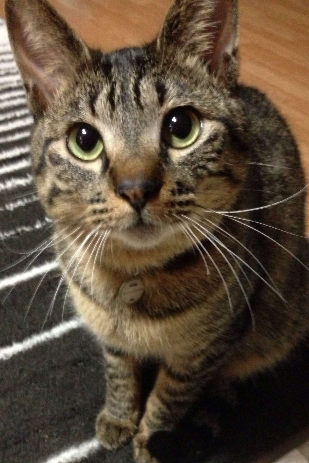 猫を飼っていない人が思い描く飼い猫のイメージがだいたいあってる件