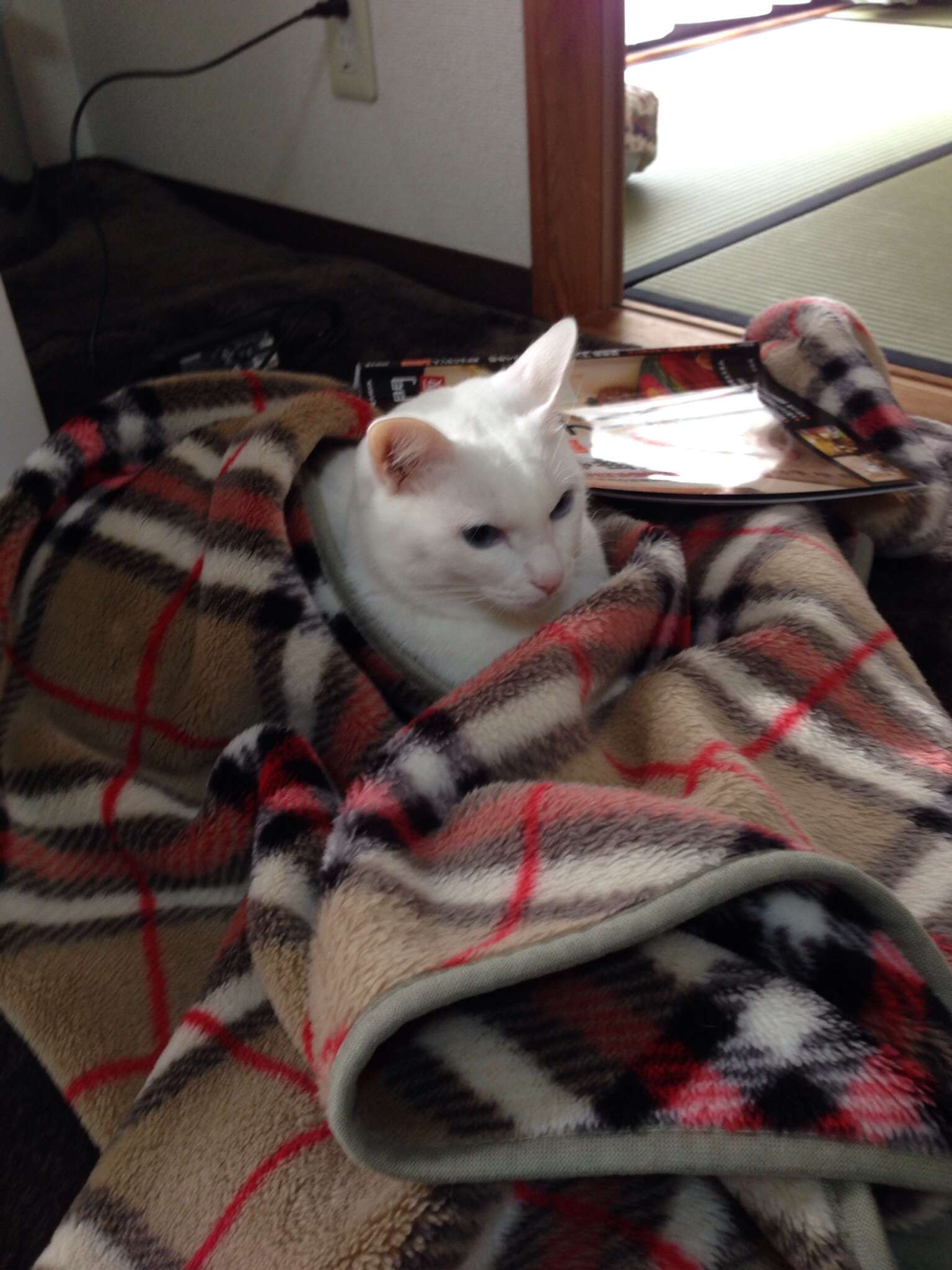 猫を飼っていない人が思い描く飼い猫のイメージがだいたいあってる件