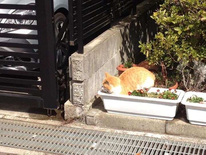 そんなところに！「かくれんぼ」している動物たちの写真