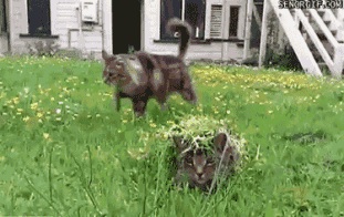 そんなところに！「かくれんぼ」している動物たちの写真
