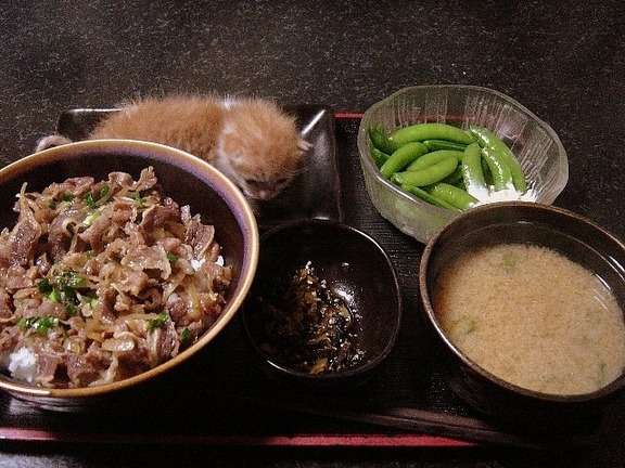 そんなところに！「かくれんぼ」している動物たちの写真