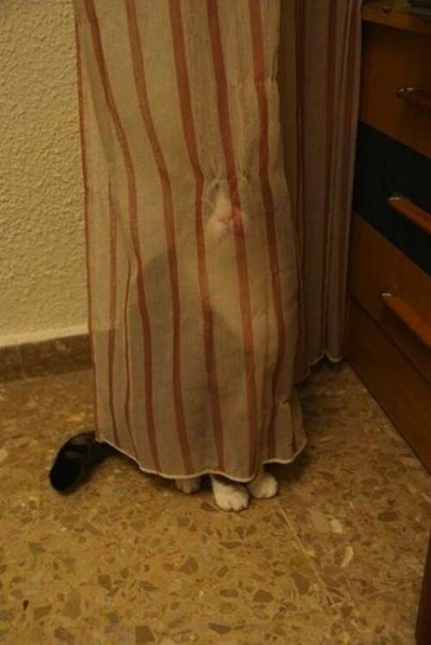 そんなところに！「かくれんぼ」している動物たちの写真
