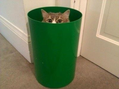 そんなところに！「かくれんぼ」している動物たちの写真