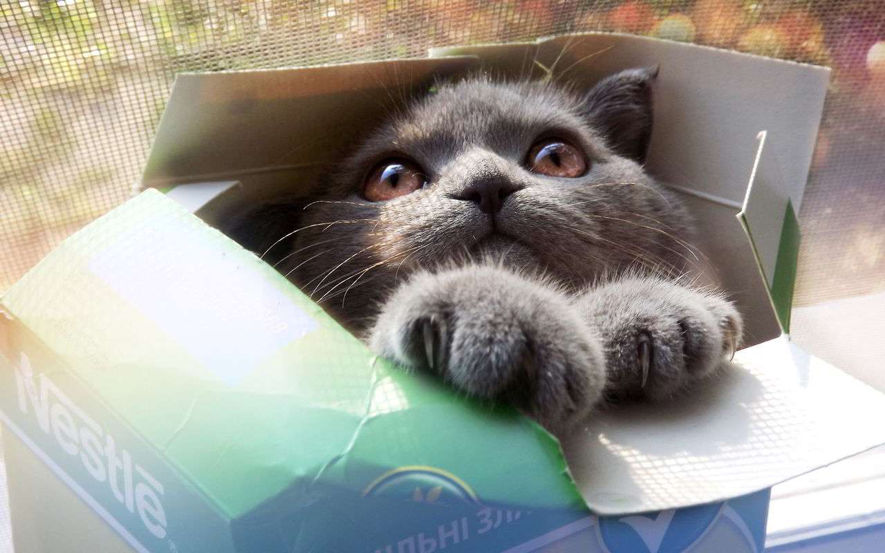 そんなところに！「かくれんぼ」している動物たちの写真