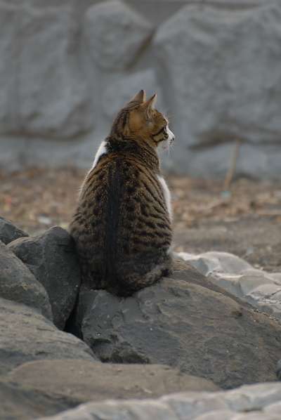 猫背な方いますか?