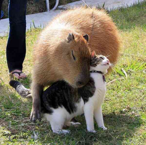 「ウチの飼い猫と野良シカが毎朝イチャイチャしてるんだけど」という画像が本当に仲よさそう