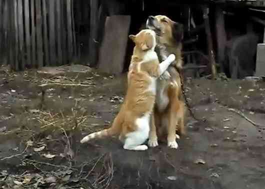 「ウチの飼い猫と野良シカが毎朝イチャイチャしてるんだけど」という画像が本当に仲よさそう