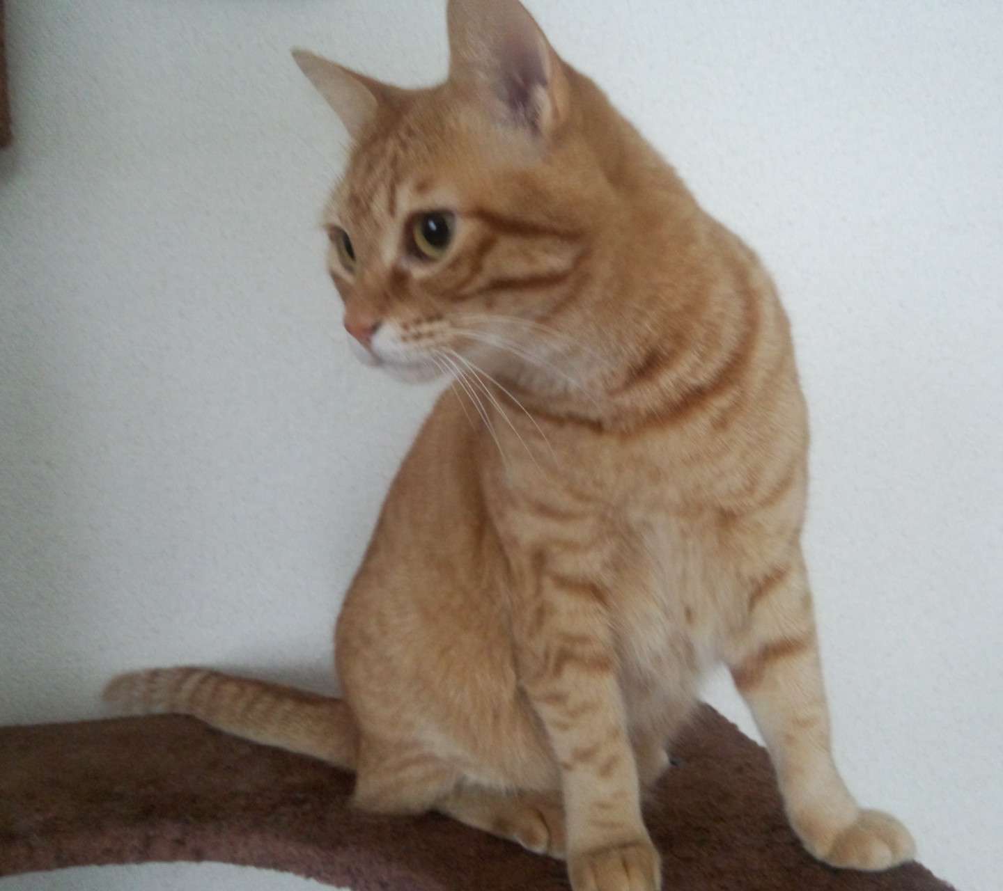「ウチの飼い猫と野良シカが毎朝イチャイチャしてるんだけど」という画像が本当に仲よさそう