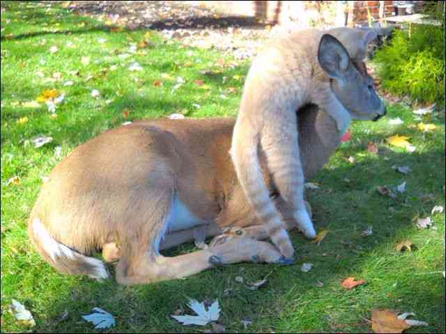 「ウチの飼い猫と野良シカが毎朝イチャイチャしてるんだけど」という画像が本当に仲よさそう