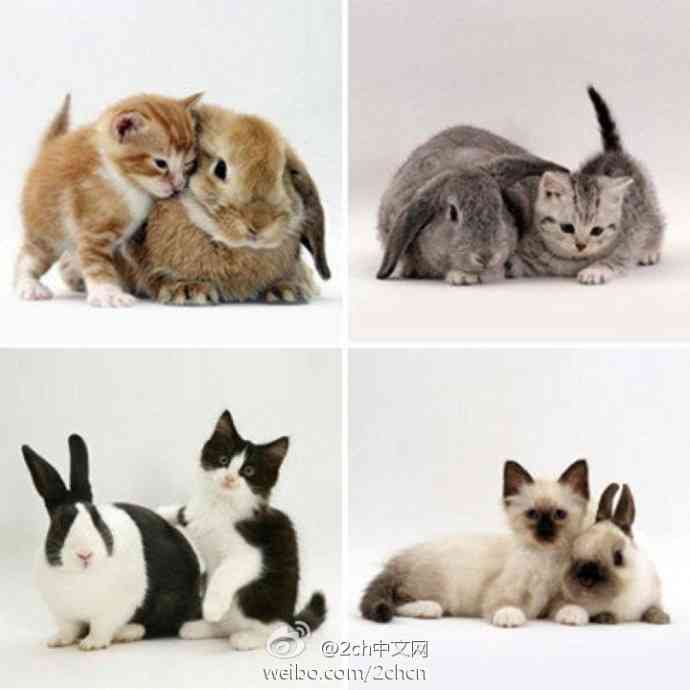 「ウチの飼い猫と野良シカが毎朝イチャイチャしてるんだけど」という画像が本当に仲よさそう