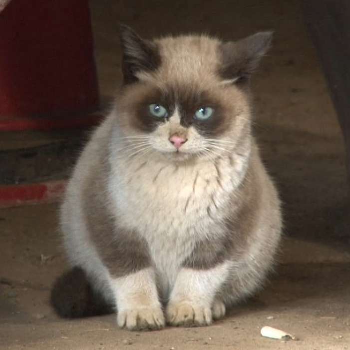 「ウチの飼い猫と野良シカが毎朝イチャイチャしてるんだけど」という画像が本当に仲よさそう