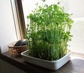 キッチン菜園してる人