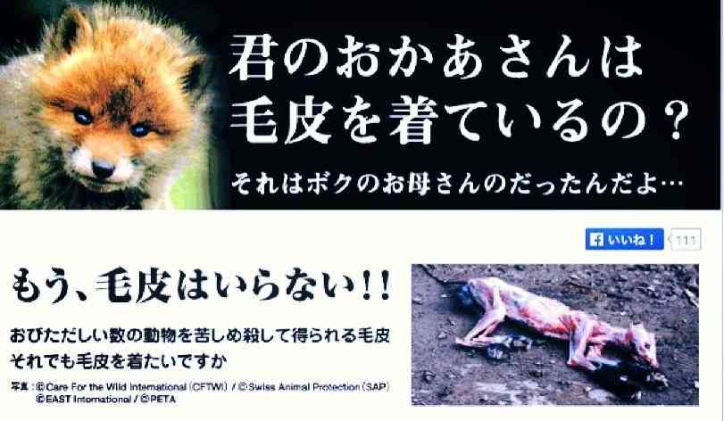 【閲覧注意】アンゴラウサギの残虐な“毛むしり”の実態に、世界の有名ブランドがボイコットを発表
