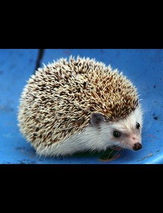声優・小林ゆう画伯が女性自身の年賀状コーナーで来年の干支のイラストを公開www