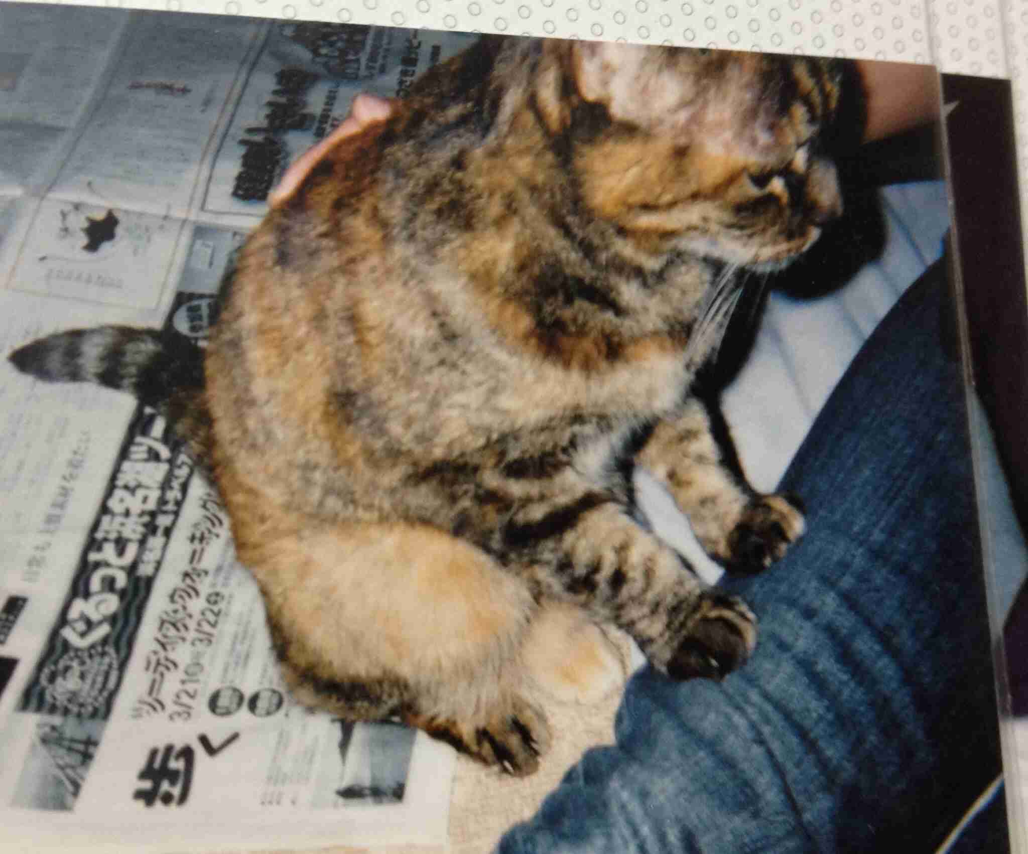 【悲報】猫に人間の子や犬のような愛情の見返りを求めるのは難しいことが判明