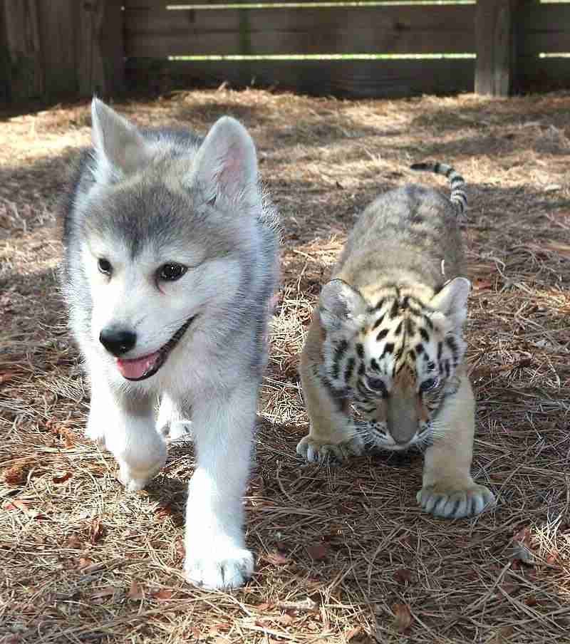 【悲報】猫に人間の子や犬のような愛情の見返りを求めるのは難しいことが判明