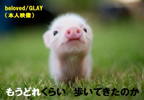 GLAYのTERUが全然痩せてない件