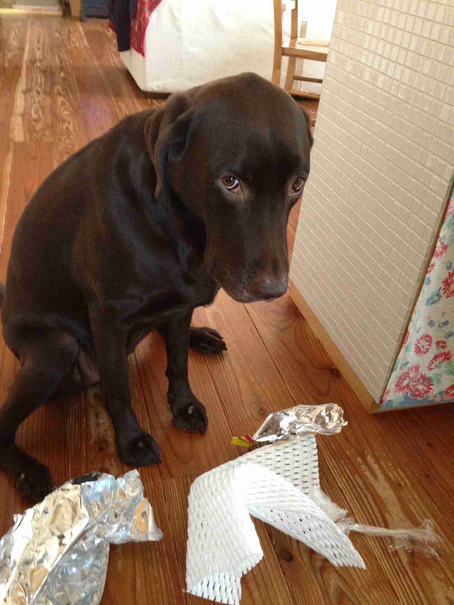 【画像】毛糸の犬のクオリティがスゴイ！