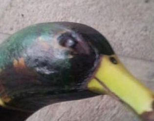 どう見てもカモなバナナが激写されるwww