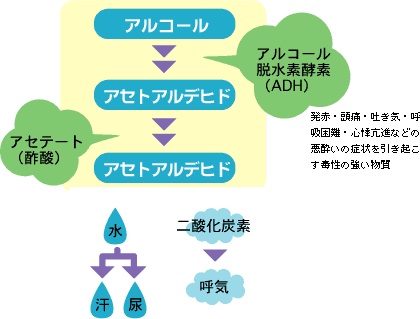 お酒どのくらい飲めますか?