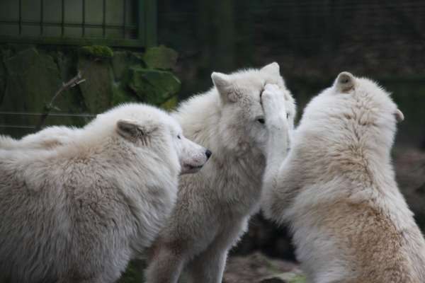 オオカミのみっともな~い姿が激写されるw