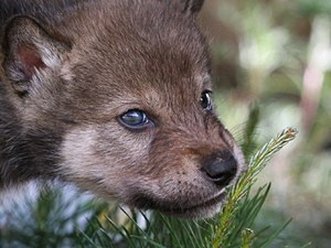 オオカミのみっともな~い姿が激写されるw