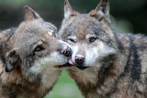 オオカミのみっともな~い姿が激写されるw