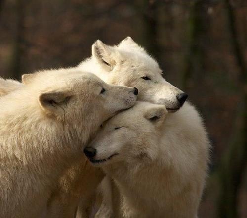 オオカミのみっともな~い姿が激写されるw