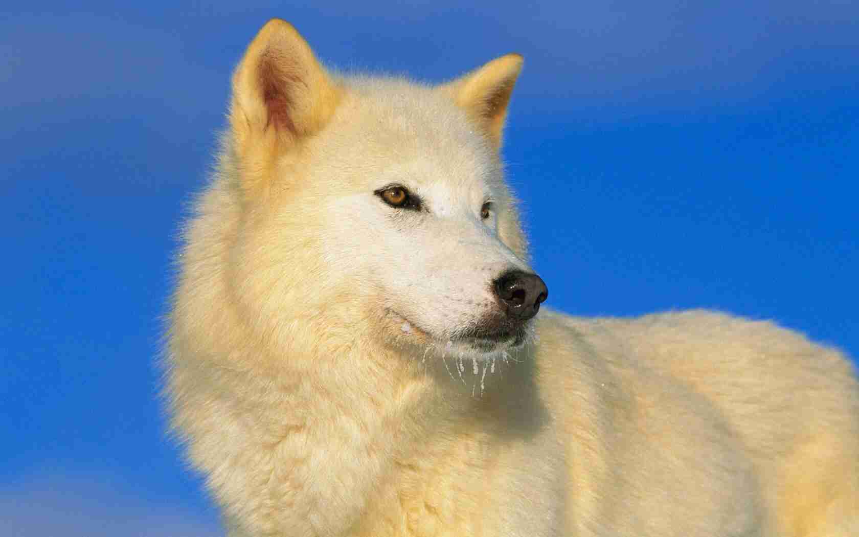 オオカミのみっともな~い姿が激写されるw